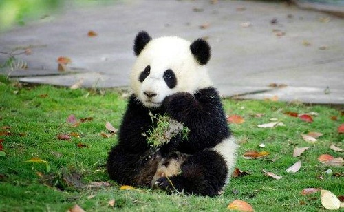 小鸡宝宝考考你，以下哪个曾经是大熊猫在古代的名字