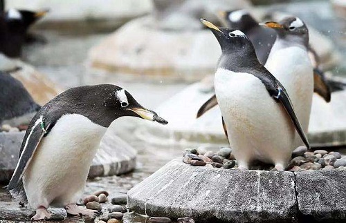 猜一猜企鹅在向另一半表白的时候会送什么作为定情信物