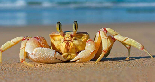 小鸡宝宝考考你为什么大部分螃蟹是横着走的