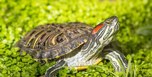 在野外捡到一只巴西龟可以放生吗