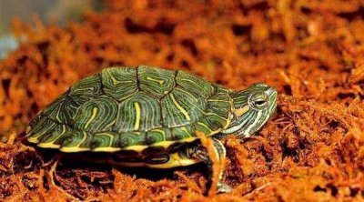 在野外捡到一只巴西龟，可以放生吗 蚂蚁庄园