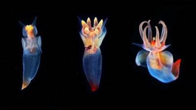 浮游软体动物海天使膀猜猜它的学名叫 神奇海洋
