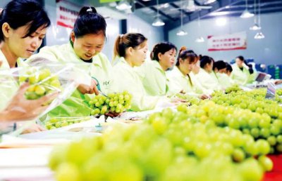 从“百元档”掉入“十元档” 阳光玫瑰真的“价