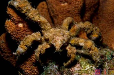 猜猜谁是海洋中最毒的螃蟹 神奇海洋10月4日答案