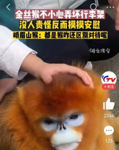 金丝猴弄坏行李架 路人摸头安慰 没人责怪反而安