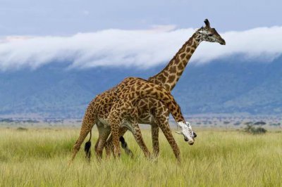 饲养员对着长颈鹿发出嘘嘘声是为什么 微博森林
