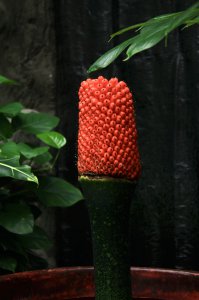 国家植物园巨魔芋结实系国内首次 巨魔芋结实长