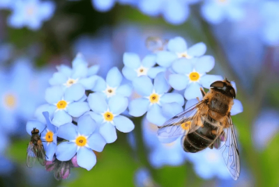 不小心被蜜蜂蜇伤应该怎么办 蚂蚁庄园被蜜蜂蜇