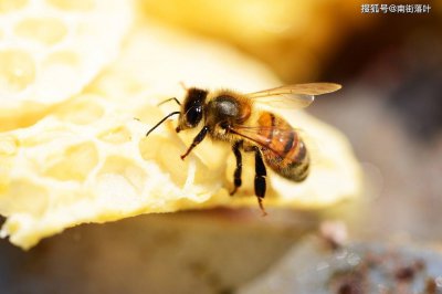 蜜蜂蜇了怎么处理蚂蚁庄园10.19 不小心被蜜蜂蜇
