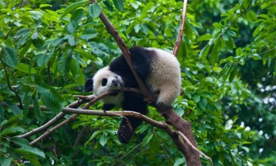 秦岭再现大熊猫遛娃 原来大熊猫带娃也可以如此