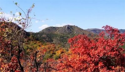 香山红叶观赏高峰期已至 本周末香山公园将迎赏