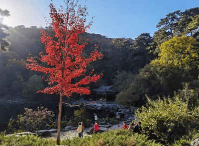 香山红叶观赏高峰期已至 平均红叶变色指数30%