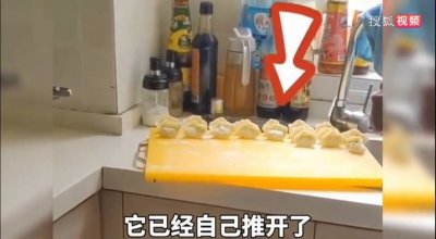 狗子偷溜进厨房狂炫41个生饺子 狗狗非常贪吃