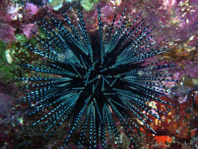 海洋生物海胆海螺哪个是海藻森林天敌 支付宝神