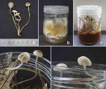 湖南邵阳这里发现新物种 进一步丰富了生物多样