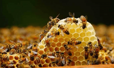 蜜蜂飞来飞去嗡嗡响蝴蝶却总是悄无声息这是因