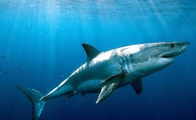 鲨鱼都是吃肉不吃素的吗 神奇海洋今日答案最新