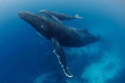 鲸鱼搁浅时往身上泼水是为了 神奇海洋今日答案
