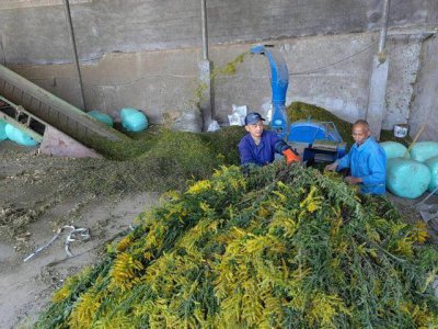 加拿大一枝黄花成浙江胡羊口中美味 加拿大“一