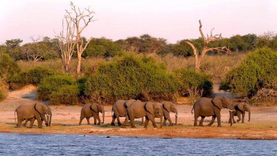 肯尼亚严重干旱超200头大象死亡 面临着百年来最