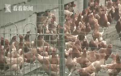 日本最大鸡蛋产地暴发禽流感疫情 又卷土重来了