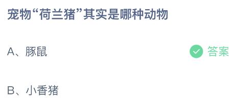 宠物荷兰猪其实是哪种动物？蚂蚁庄园5.7今日答案      