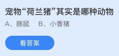 宠物荷兰猪其实是哪种动物？蚂蚁庄园5.7今日答