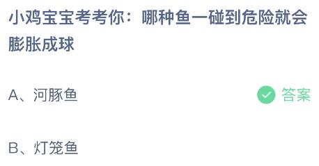 哪种鱼一碰到危险就会膨胀成球？蚂蚁庄园5月25日小鸡答题最新答案