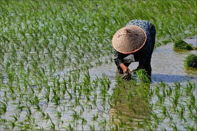 陷入“大米绝产”风波的五常稻农 陷入前所未有