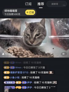 给流浪猫当MCN 当真是一门好生意？