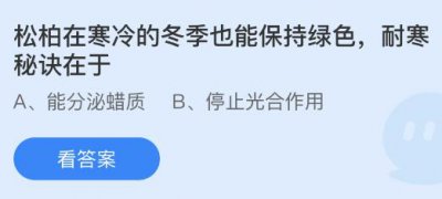 松柏在寒冷的冬季也能保持绿色耐寒秘诀在于什