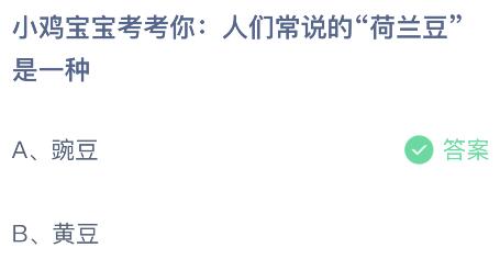 人们常说的“荷兰豆”是一种什么豆？蚂蚁庄园今日答案最新4.11