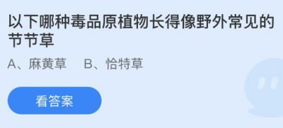 以下哪种毒品原植物长得像野外常见的节节草？